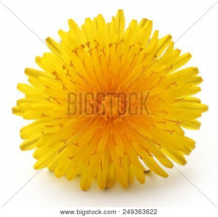 Closeup Of Medicinal Dandelion Over White Background