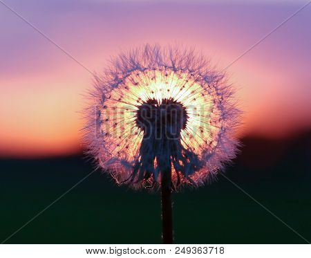 Closeup Of Dandelion Seeds Outdoor At Sunset
