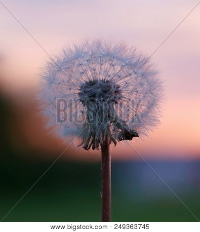 Closeup Of Dandelion Seeds Outdoor At Sunset