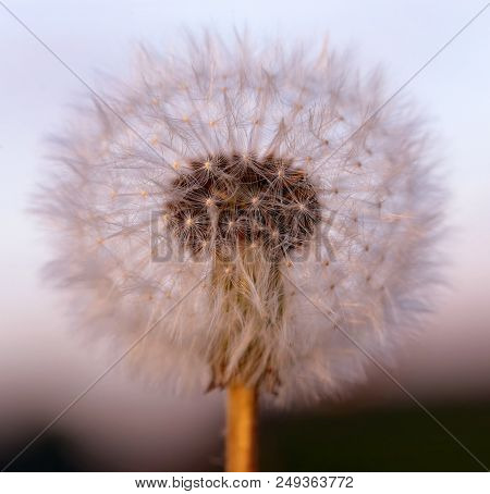 Closeup Of Dandelion Seeds Outdoor At Sunset