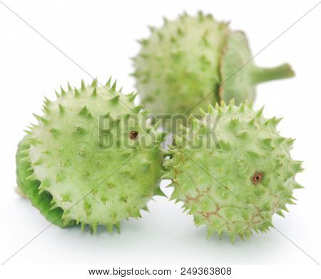 Closeup Of Medicinal Datura Fruits Over White Background