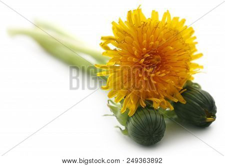 Closeup Of Medicinal Dandelion Over White Background