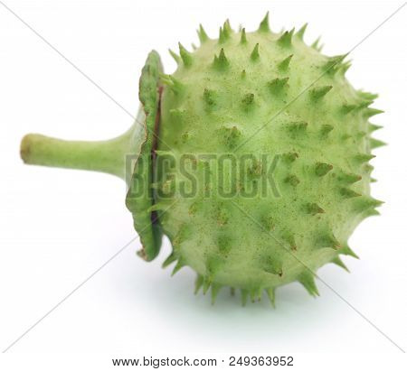 Closeup Of Medicinal Datura Fruit Over White Background