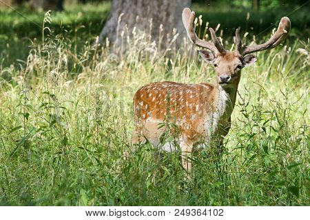 Fallow Deer In Dyrehaven, Klampenborg, Denmark ,outdoor