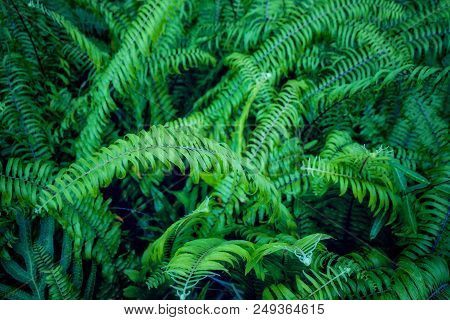 Green Leafs Fern Against With Black Background.