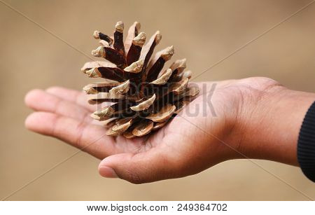 Closeup Of Hand Holding Pine Cone Nature Outdoor