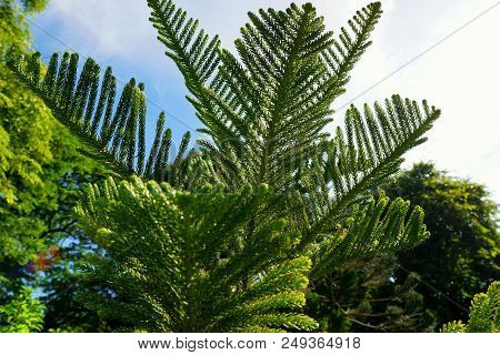 Soft Focus Of Branch And Leaves Pine Tree With Sky In The Morning, Ecological Concept, Space For Tex
