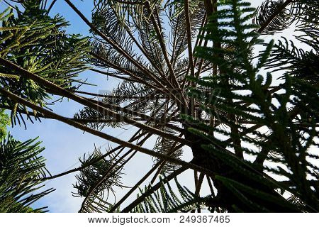 Looking Up Of Branch And Leaves Pine Tree In The Morning, Ecological Concept, Space For Text In Temp