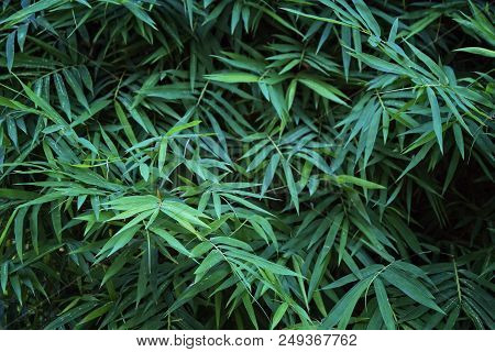 Creative Dark Green Bamboo Leafs For Background And Wallpaper. Bamboo Is Sign For Peaceful Of China 