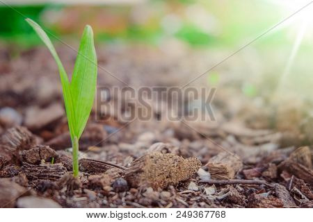 Young Plant Growing On Soil With Sunlight. It Is Sign For Beginning Of Life And Business.