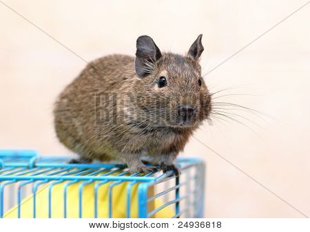 Degu istuu häkki
