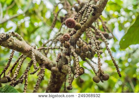 Figs On The Branch Of A Fig Tree.