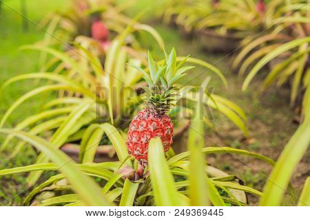 A Red Pineapple Growing At The Plantation, Malaysia.