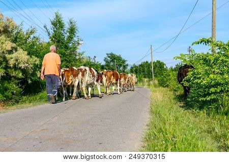 Two Shepherds Are Driving A Herd Of Bloodstock Domestic Cows Home To The Barn After Pasture On Aspha
