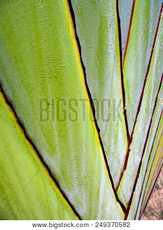 Texture On Body Of Traveler's Palm, Ravenala Banana