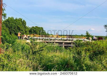 Shepherds Are Driving Herd Of Bloodstock Domestic Cows Home, To The Barn After Pasture, A Across The
