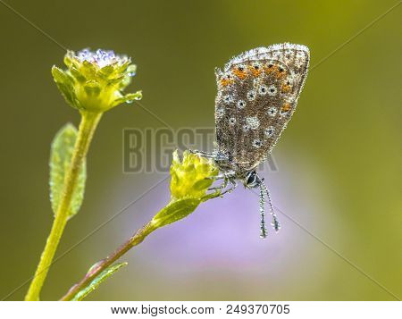 Chalkhill Blue (polyommatus Coridon) Butterfly On Flower With Bright Colored Background