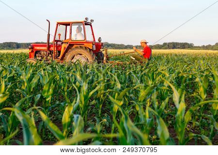 Jasa Tomic, Vojvodina, Serbia - June 3, 2017: Farmers With Tractor Are Cultivating Field With Young 