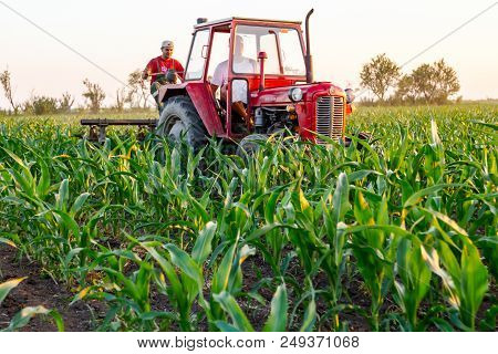 Jasa Tomic, Vojvodina, Serbia - June 3, 2017: Farmers With Tractor Are Cultivating Field With Young 