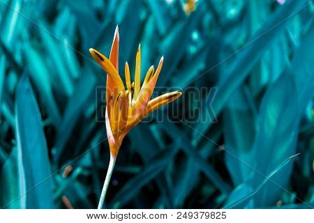 Colorful Orange Bird Of Paradise Flower Against With Dark Green Background. This Flower Is Tropical 