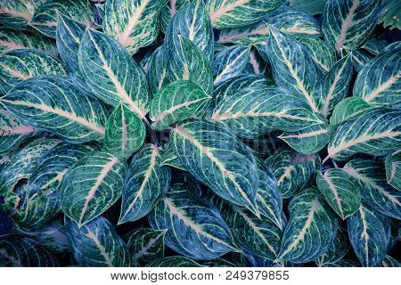 Creative Layout Green Spotted Leafs For Flat Lay Which It Is Natural Background And Wallpaper For De