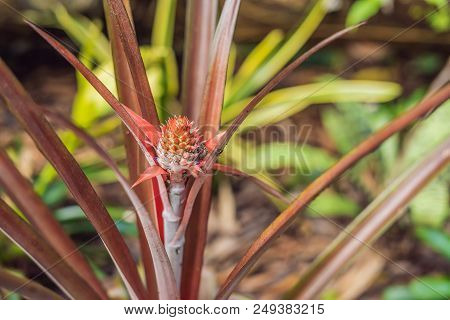 A Red Pineapple Growing At The Plantation, Malaysia.