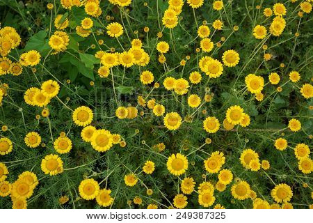 Yellow Daisy Flower With Green Stem, Summer Mood In Garden