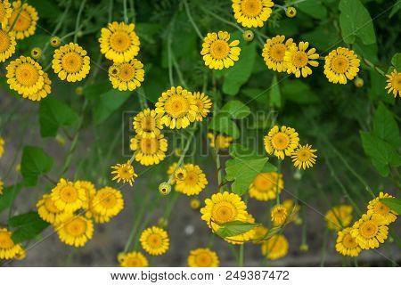 Yellow Daisy Flower With Green Stem, Summer Mood In Garden