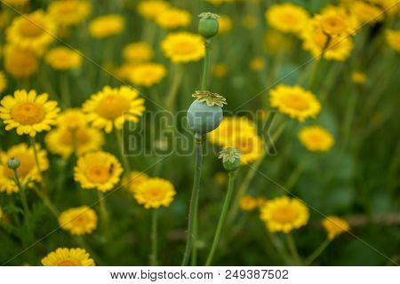 Yellow Daisy Flower With Green Stem, Summer Mood In Garden