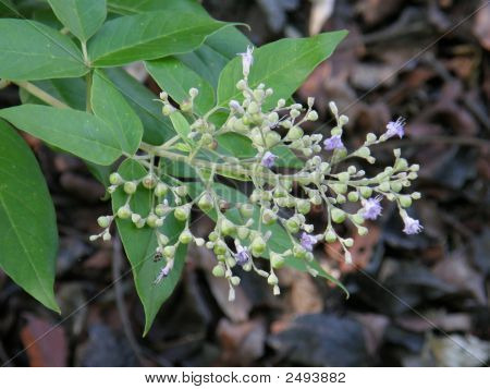 Anti Insect Plant
