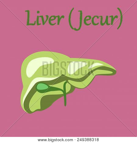 Human Organ Icon In Flat Style Liver