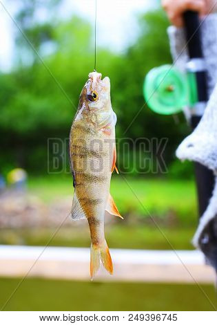 Redfish Perch Caught In Bait Close Up. Fishing As A Rest Period. Leave On The Rate. The Girl Caught 