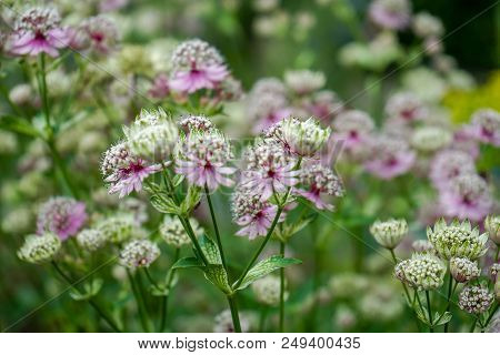 Happy Mood Summer Flower Photo Of Great Masterwort Flowers