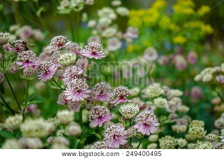 Happy Mood Summer Flower Photo Of Great Masterwort Flowers