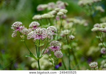 Happy Mood Summer Flower Photo Of Great Masterwort Flowers