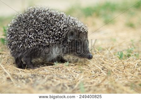Small Cute Hedgehog Walking On A Meadow In The Summer Grass Closeup.