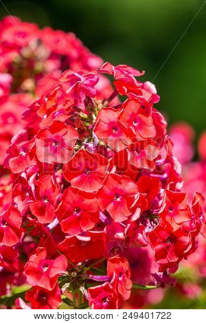 Close-up Of A Beautiful Red Phlox (phlox Paniculata) Flower In Summer.
Garden Purple Phlox (phlox Pa