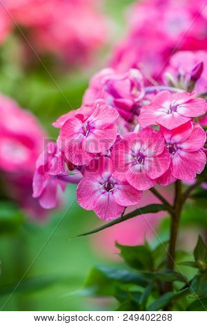 Close-up Of A Beautiful Purple Phlox (phlox Paniculata) Flower In Summer.
Garden Purple Phlox (phlox