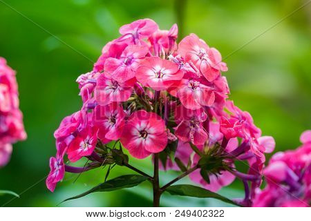Close-up Of A Beautiful Purple Phlox (phlox Paniculata) Flower In Summer.
Garden Purple Phlox (phlox