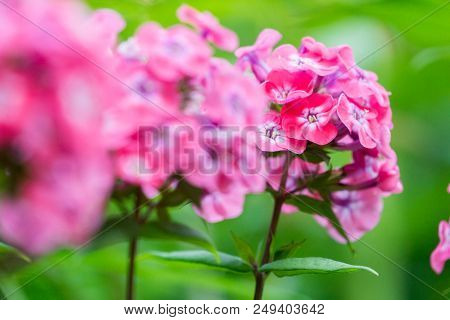 Close-up Of A Beautiful Purple Phlox (phlox Paniculata) Flower In Summer.
Garden Purple Phlox (phlox