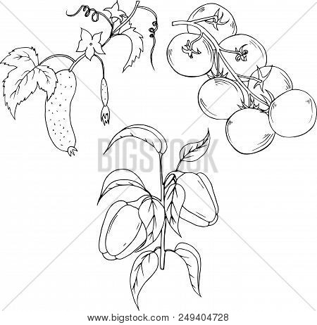 Tomatoes, Peppers And Cucumber Branch. Hand Drawn Illustration Isolated On White Background