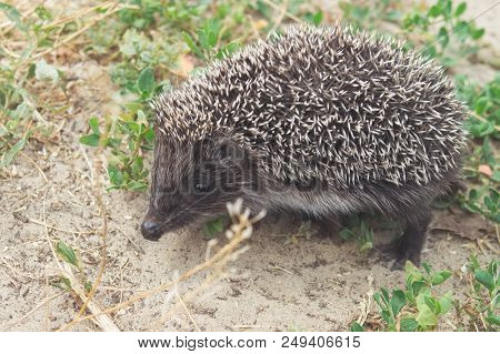 Small Cute Hedgehog Walking On A Meadow In The Summer Grass Closeup.