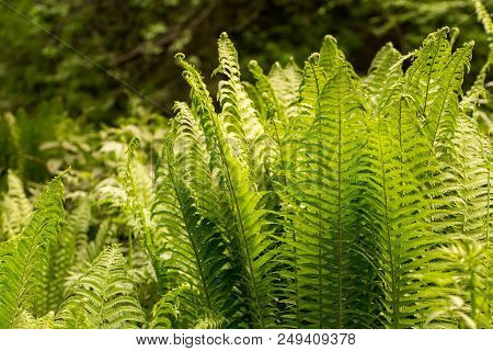Natural Green Fern In The Forest. Beautyful Ferns Leaves Green Foliage Natural Floral Fern Backgroun