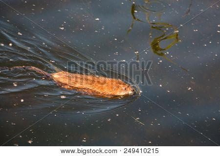 Gray Otter Floats On The Smooth Water Of The Pond In The Park