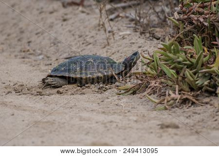 Non Native Red-eared Slider Turtle Basking In The Morning Warmth In The Soft Sand Of California Beac