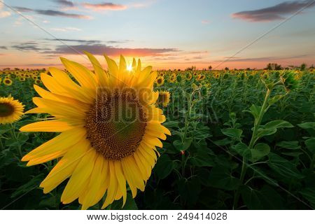 Lone Sunflower In Sunset / Colorful, However The Shallow Depth Of Field