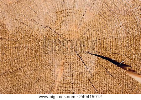 Cross Section Of Log Shows Sapwood, Heartwood, Bark In Round Shape