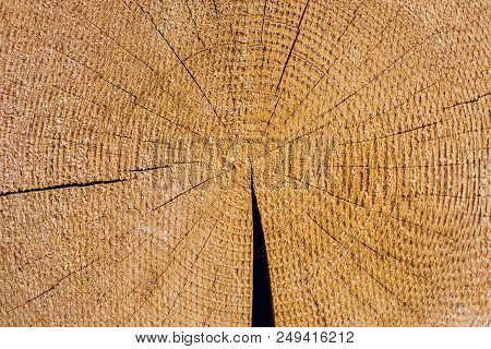 Cross Section Of Log Shows Sapwood, Heartwood, Bark In Round Shape