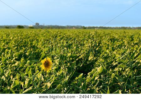 Sunflower Field Summer Landscape / Bright Summer Day Sunflowers Absorb Sunlight