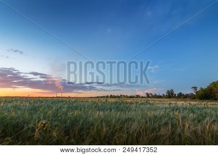 Young Rising Field / Agriculture Young Seedlings Of Wheat